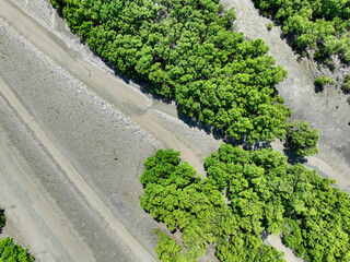 Green mangrove forest with morning sunlight. Mangrove ecosystem. Natural carbon sinks. Mangroves...
