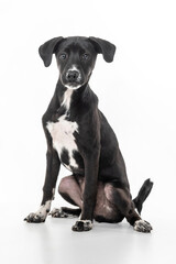 young black mixed-breed dog sitting on a white background