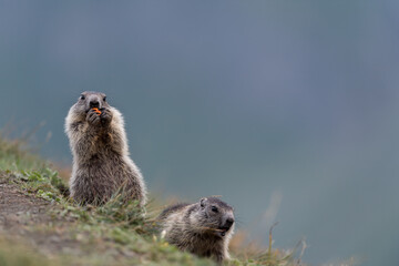 Marmota  at  the Grossglockner