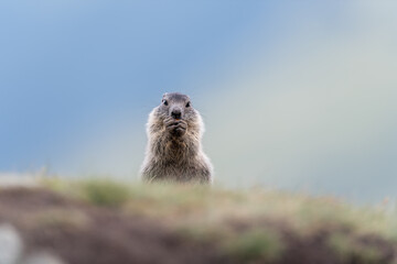 Marmota  at  the Grossglockner