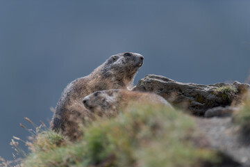 Marmota  at  the Grossglockner