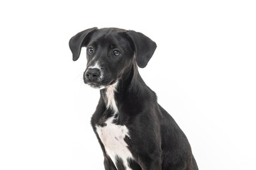 young black mixed-breed dog sitting sideways on a white background