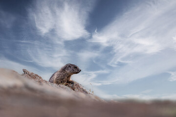 Marmota  at  the Grossglockner