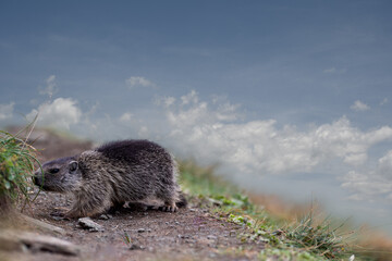 Marmota  at  the Grossglockner