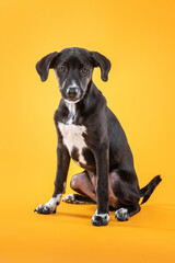 young black mixed-breed dog sitting on yellow background