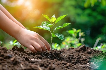 hands holding seedling