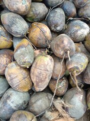 Coconut, edible fruit of the coconut palm, a tree of the palm family. It is one of the most important crops in the tropics.