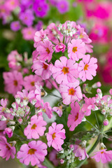 カラフルなプリムラメラコイデス