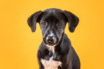 the face of a young black mixed-breed dog looking at camera on a yellow background