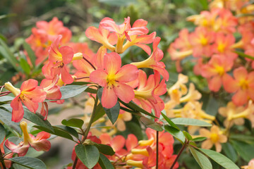 マレーシアシャクナゲ