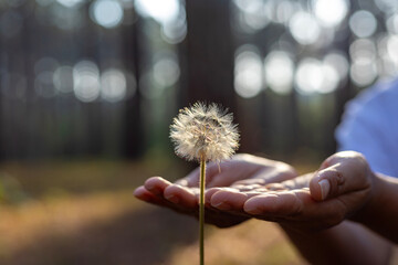 Hand is gently holding seed head of dandelion flower plant in the forest with blurred background...