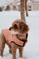 dog in snow