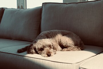 puppy sleeping on the couch