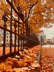 autumn in the park