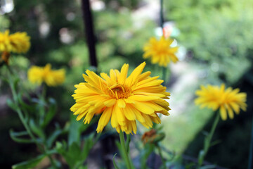 Golden and yellow flower heads of Calendula officinalis.