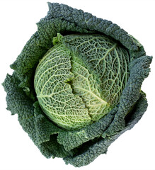 fresh savoy cabbage isolated 