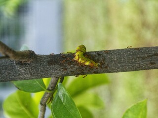 Dead butterfly larvae caterpillars swarm with red ants on tree plants until they secrete fluid