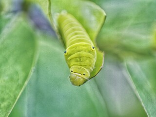 Green Papilio machaon butterfly caterpillar on green leaf plant on a summer day