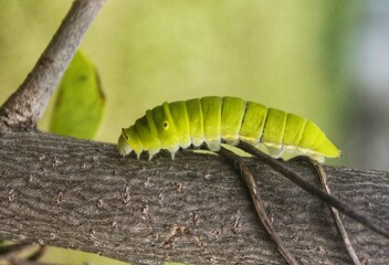Green Papilio machaon butterfly caterpillar on green leaf plant on a summer day