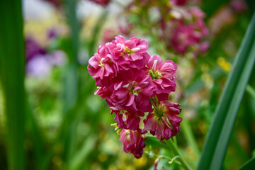 Auckland Winter Garden