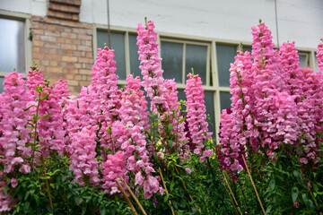 Naklejka premium Auckland Winter Garden