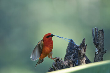 Male, Madagascar fody pulling thread from rotten tree truck, Mahe, Seychelles