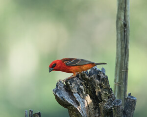 Male, Madagascar fody pulling thread from rotten tree truck, Mahe, Seychelles