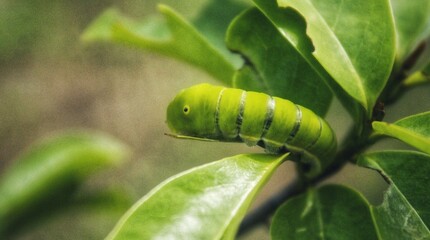 Green Papilio machaon butterfly caterpillar on green leaf plant on a summer day