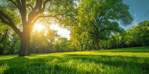 Lush green trees in public park embodying tranquility of nature sunny landscape perfect for spring and summer showcasing beauty of well manicured lawns and vibrant foliage ideal for outdoor relaxation