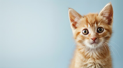 Obraz premium Adorable orange tabby kitten cat with curious face isolated on light blue background with copy space.