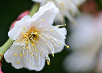 白い梅の花
