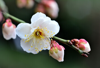 白い梅の花