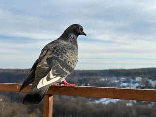 Pigeon sit on the railing of a balcony against the backdrop of a winter forest and sky.