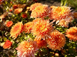 Orange chrysanthemums flowering plants of the genus Chrysanthemum in the family Asteraceae