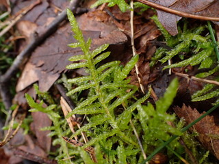 Neat Feather-moss (Pseudoscleropodium purum)