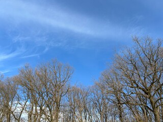 Crown of trees without leaves. View from bottom of forest. Sky through the bare branches of trees....
