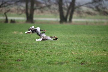 Gänse Formation im tiefen Vogelflug wunderschön freigestellt in der Luft über grüner Wiese an einem regnerischem Tag.