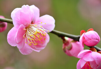 美しいピンクの梅の花