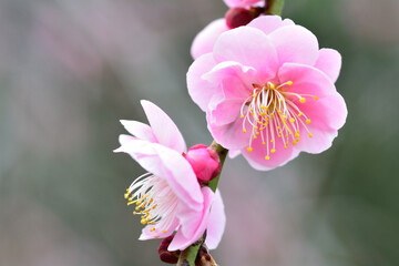 Fototapeta na wymiar 美しいピンクの梅の花