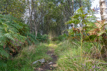 Footpath in Glenborrodale Nature Reserve, Scotland