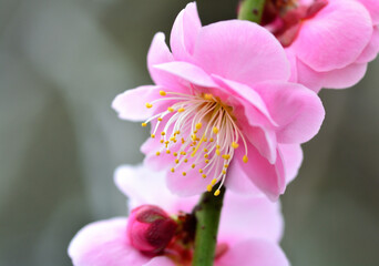 美しいピンクの梅の花