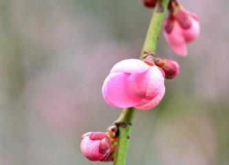 美しいピンクの梅の花