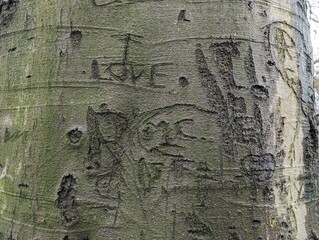 Carved romantic graffiti in a tree trunk