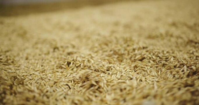 Grain Dryer Escalator in Action - Vital Process in Harvest Season