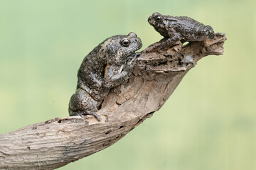 
An adult Muller's narrow mouth frog and its baby are resting on a dry tree branch. This amphibian...