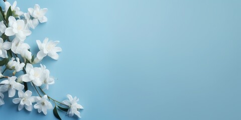 Jasmin flowers on blue background with empty copy space