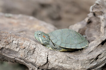 A young red eared slider tortoise is basking on a dry tree trunk before starting its daily activities. This reptile has the scientific name Trachemys scripta elegans.