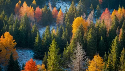 Fotobehang Spruce landscape across the seasons and the vibrant palette of autumn foliage as it contrasts with the deep green of the evergreens, or the pristine beauty of a winter scene blanketed in snow  © mdaktaruzzaman