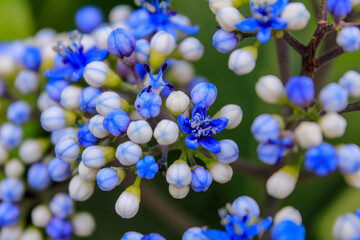 Close-up of blue Dichroa febrifuga, Hydrangeaceae, in the garden. Wild blue flowers in rural....