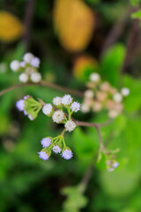 Close-up of Ageratum conyzoides in rural. Wild flowers in the countryside. Flower and plant.
